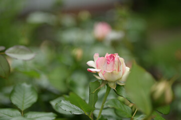 pink rose