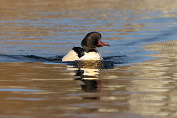 Common merganser (Mergus merganser), male