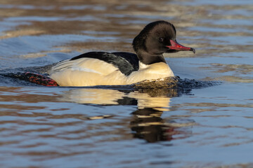 Common merganser (Mergus merganser), male