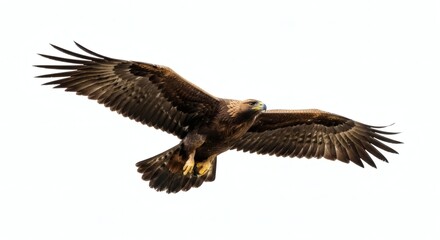 Obraz premium Golden Eagle in Flight Majestic Bird of Prey Soaring High, isolated on white background