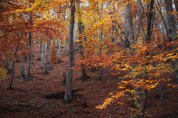 Fototapeta premium Autumn forest. Yellow Leaves. High quality photo