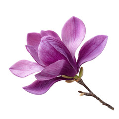 Fototapeta premium Purple magnolia flower isolated on transparent or white background. A high resolution PNG image of Purple magnolia flower.