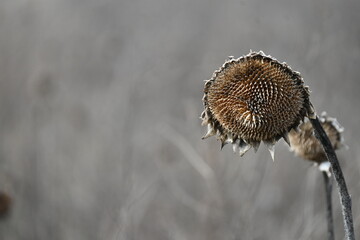 close up of a old sun flower
