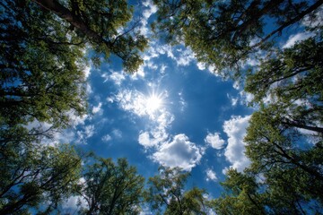 Obraz premium Peaceful sky view through treetops with bright sunlight illuminating clear blue skies and white clouds, evoking a tranquil, refreshing sense of nature's beauty and serenity