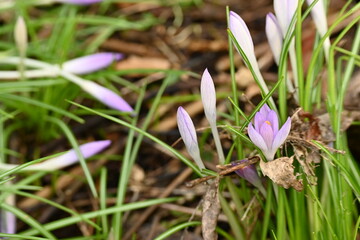 spring crocus flower