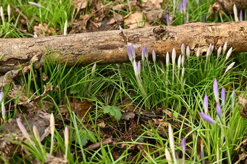 grass in the forest with flowers
