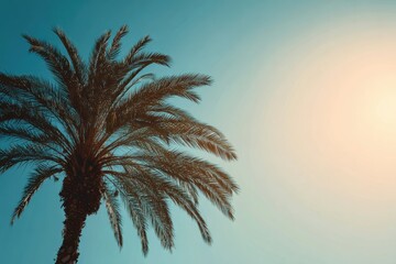 Palm silhouette against clear sky with vibrant sun, creating a tropical vibe; leaves stretch upwards, enhancing the inviting atmosphere of serenity and warmth in nature