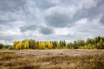 Dramatic autumn landscape with a vast meadow of dry grass under moody clouds, framed by a forest of golden birch and green pines &mdash; serene, atmospheric, and perfect for seasonal themes.