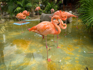 Flamingos or flamingoes, a type of pink wading bird. A group of flamingoes is called a 