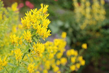 yellow flowers in the garden