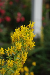 yellow flower in the garden