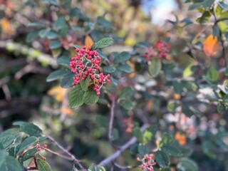Close-up of Cotoneaster integerrimus, also known as European Cotoneaster, showing clusters of red berries and dark green oval leaves. The shrub’s autumn foliage and fruit.