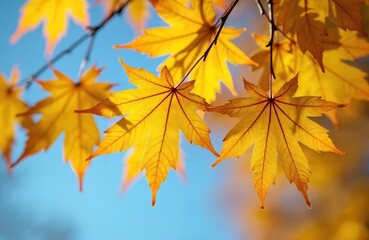 Yellow maple leaves on tree branches against clear blue sky. Sun shines on golden fall foliage. Beautiful autumn day with vibrant seasonal plant colors. Calm nature scene serene seasonal background.