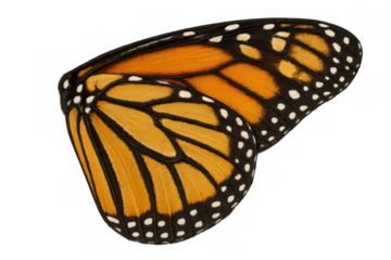 Monarch butterfly wing showing vibrant orange and black patterns with delicate white spots on a transparent background