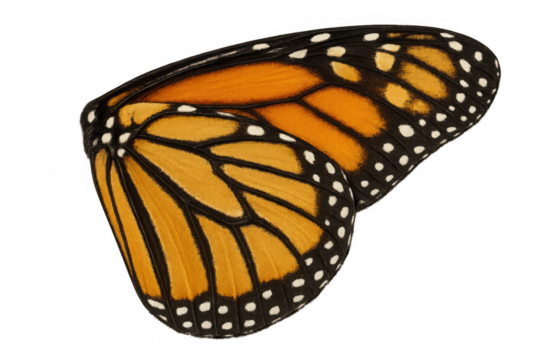 Monarch butterfly wing showing vibrant orange and black patterns with delicate white spots on a transparent background