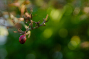 buds on a tree