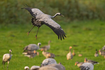 Naklejka premium Kranich mit ausgebreiteten Schwingen beim Landeanflug