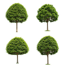 Assortment of isolated small green leafy trees, featuring dense foliage and a rounded canopy, perfect for landscape design and environmental illustrations