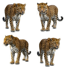 Four Distinct Poses of a Leopard Standing and Looking Forward or to the Side on Transparent Background Showcasing Its Striking Pattern
