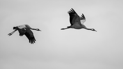 Zwei Kraniche im Flug – Reduktion auf das Wesentliche