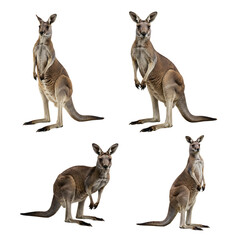 Four full-body photographs of a brown kangaroo in various upright poses, highlighting its powerful stance and unique physical characteristics.