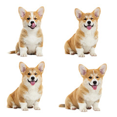 Cute Corgi puppies in various playful poses, showcasing their charming expressions and energetic personalities on a pristine background