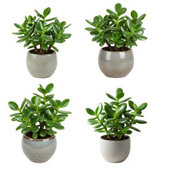 Crassula Ovata Jade Plants in Decorative Pots Transparent Background Lush Green Succulents for Interior Decor and Feng Shui Good Fortune Symbol