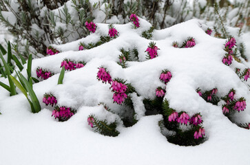 snow covered Heather