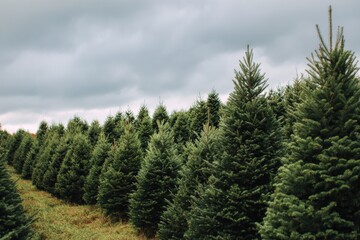 Fototapeta premium Dense rows of lush green Christmas trees grow in a field under a cloudy sky with distant treetops