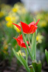 red tulips in the garden