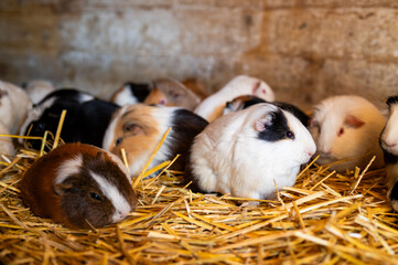 Guinea pigs in a farm in straw
