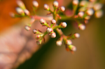 close up of red flower