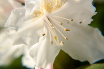 close up of a white flower