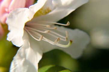 close up of a white flower