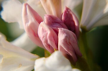 pink magnolia flower