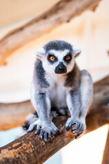 Obraz premium Ring tailed lemur Lemur catta on branch on the tree