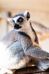 Obraz premium Ring tailed lemur Lemur catta on branch on the tree