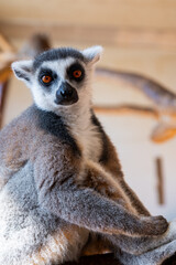 Fototapeta premium Ring tailed lemur Lemur catta on branch on the tree