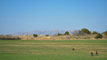 ducks in the field horizont blue sky mountains