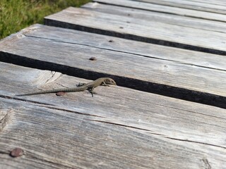 lizard on wood