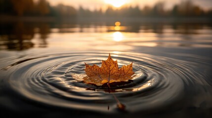 Autumn leaf floating on dark water with golden sunrise reflection