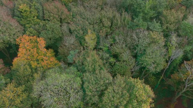 Drone footage of the forest in Autumn (Fall), Cork, Ireland