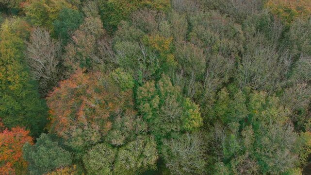 Drone footage of the forest in Autumn (Fall), Cork, Ireland
