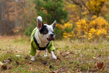 A purebred Chihuahua dog plays with a toy in its natural environment.