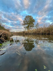 Tree reflecting in tranquil water under cloudy sky