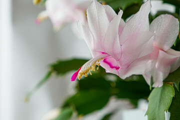 Flower. A genus of epiphytic cacti. Epiphyllanthus. Indoor flowering plant. Thanksgiving day