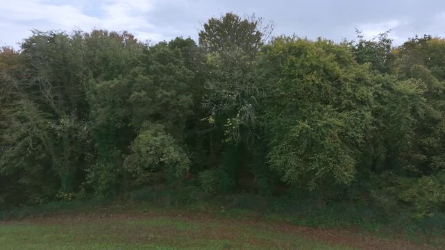 Drone footage of the forest in Autumn (Fall), Cork, Ireland