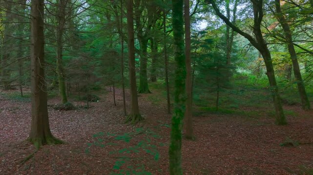 Drone footage of the forest in Autumn (Fall), Cork, Ireland