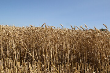 front view at long ripe wheat plants and a blue sky in a field in summer