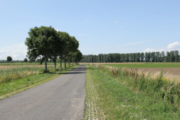 a typical dutch rural landscape of a country road with trees between green fields and treelined dikes and a blue sky